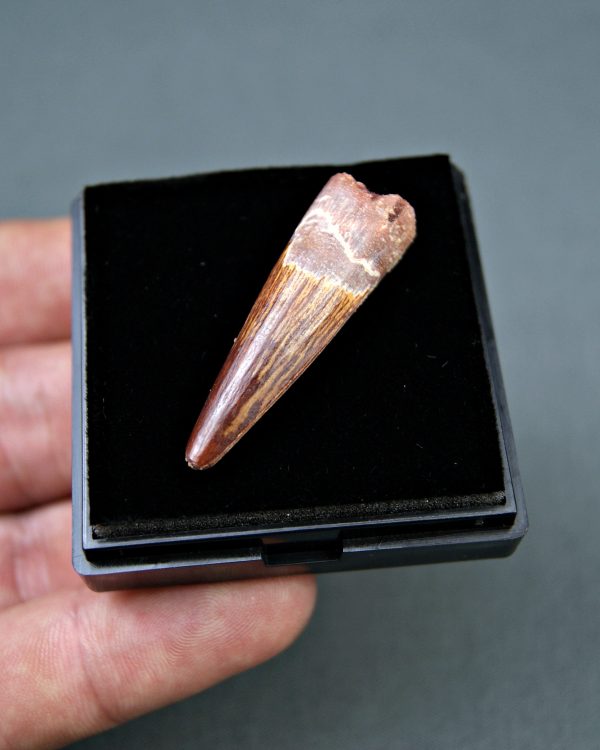 Spinosaurus aegyptiacus Alta calidad