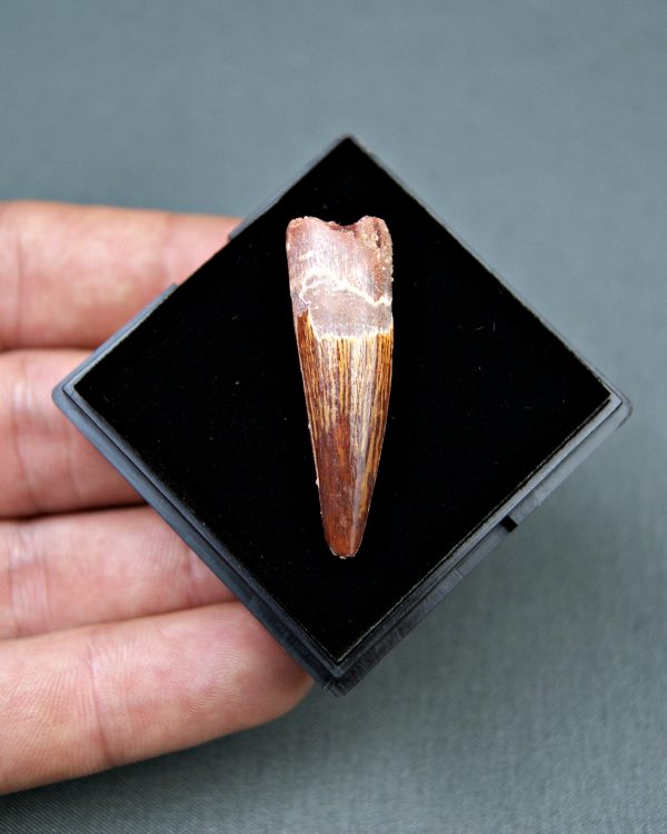 Spinosaurus aegyptiacus Alta calidad