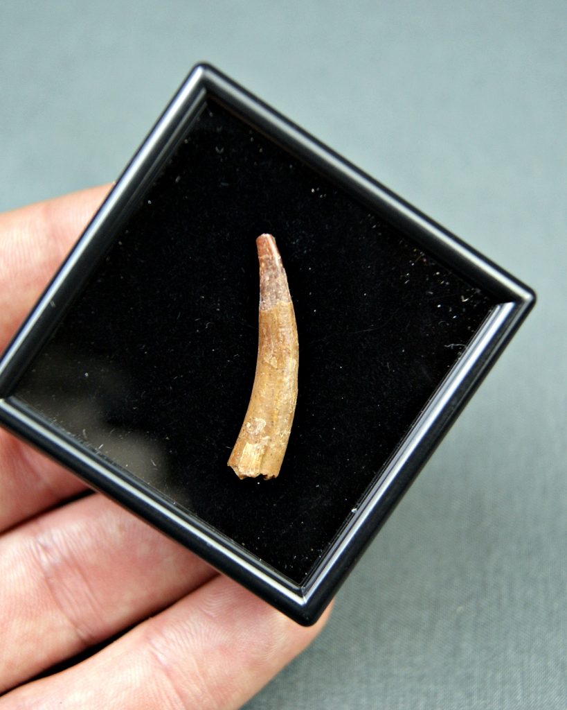 Siroccopteryx moroccensis