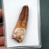 Spinosaurus aegyptiacus