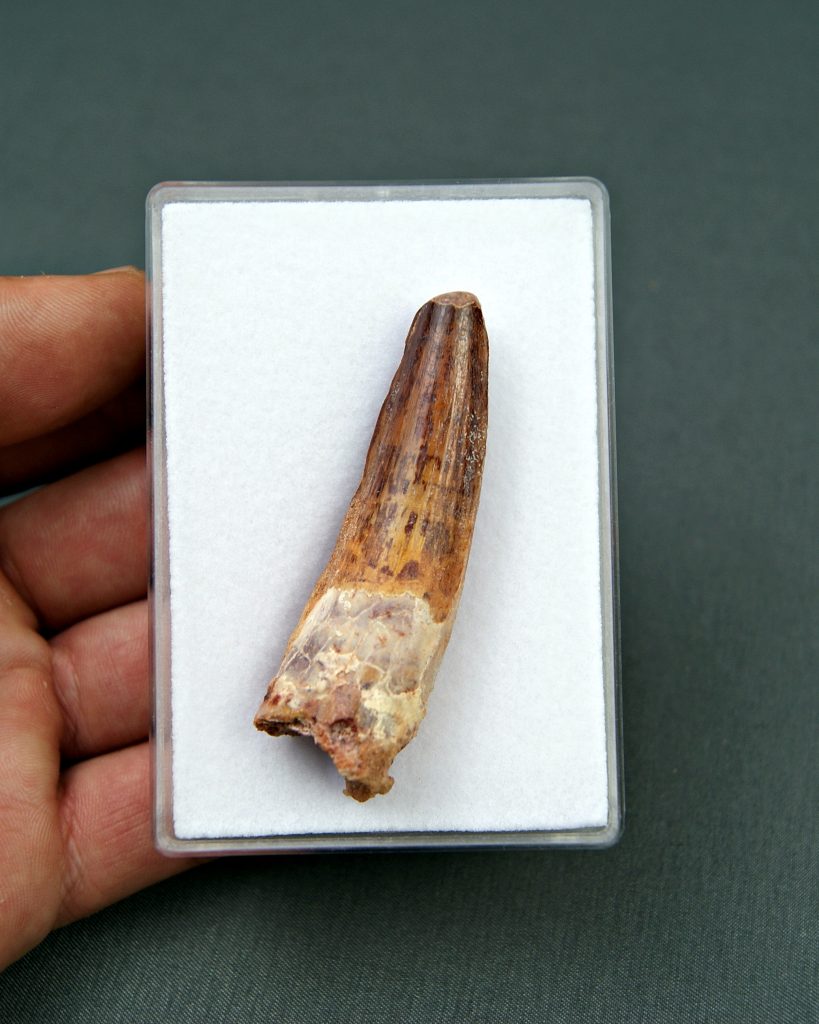 Spinosaurus aegyptiacus