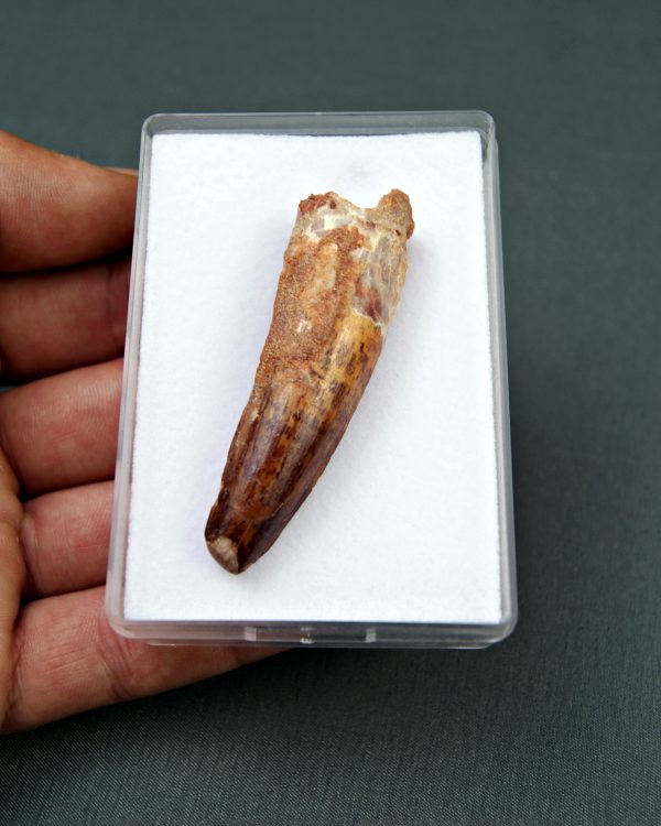 Spinosaurus aegyptiacus