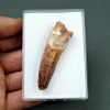Spinosaurus aegyptiacus