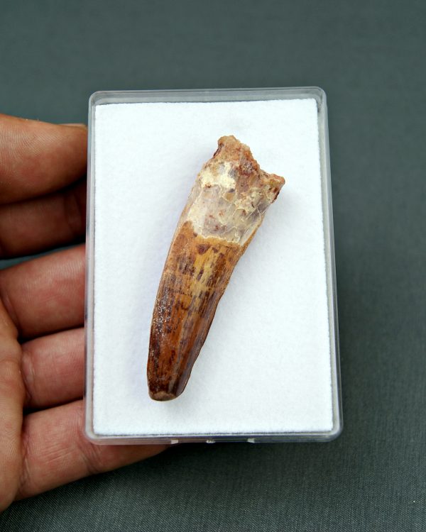 Spinosaurus aegyptiacus