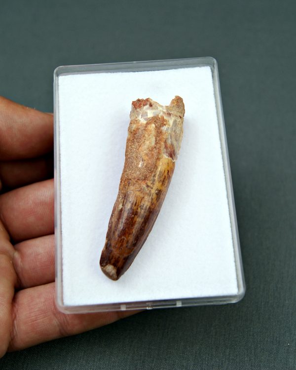 Spinosaurus aegyptiacus