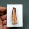 Spinosaurus aegyptiacus
