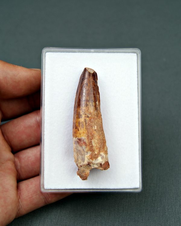 Spinosaurus aegyptiacus