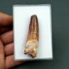 Spinosaurus aegyptiacus