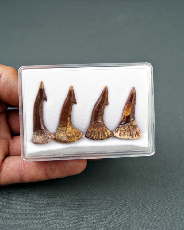 Colección Onchopristis numidus