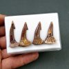Colección Onchopristis numidus