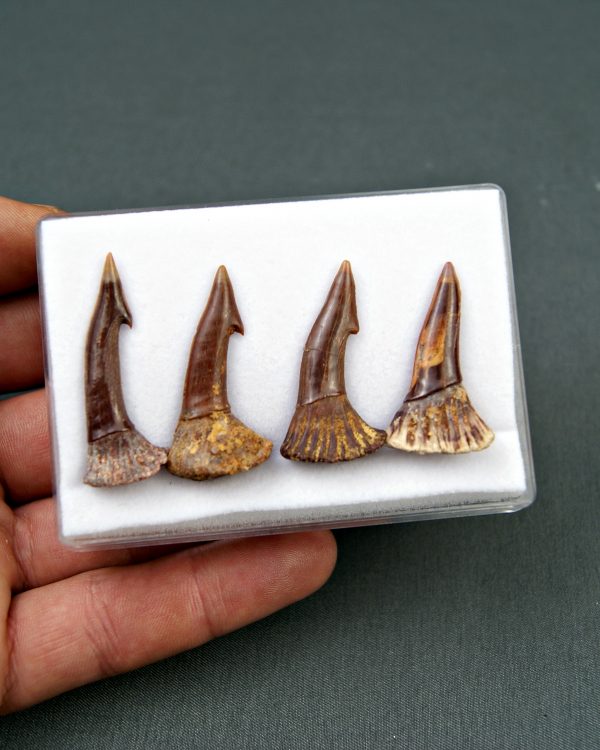 Colección Onchopristis numidus
