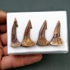 Colección Onchopristis numidus