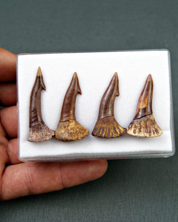 Colección Onchopristis numidus