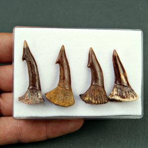 Colección Onchopristis numidus