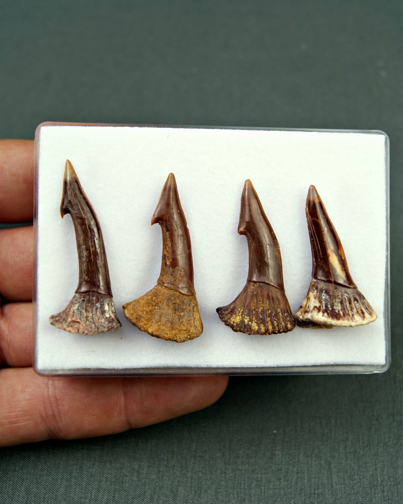 Colección Onchopristis numidus