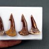 Colección Onchopristis numidus