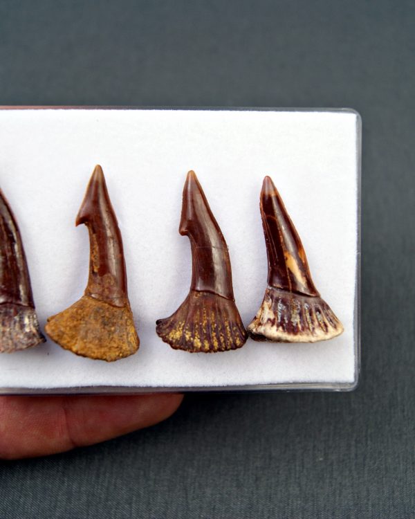 Colección Onchopristis numidus