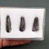Colección Suchomimus tenerensis