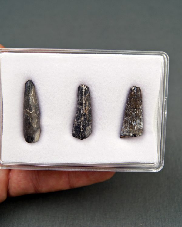 Colección Suchomimus tenerensis
