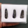 Colección Suchomimus tenerensis
