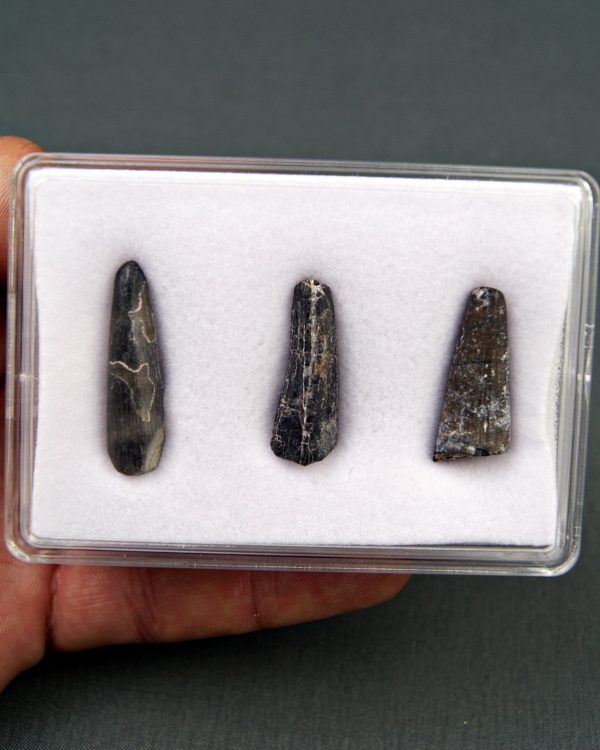 Colección Suchomimus tenerensis