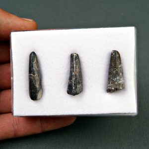 Colección Suchomimus tenerensis