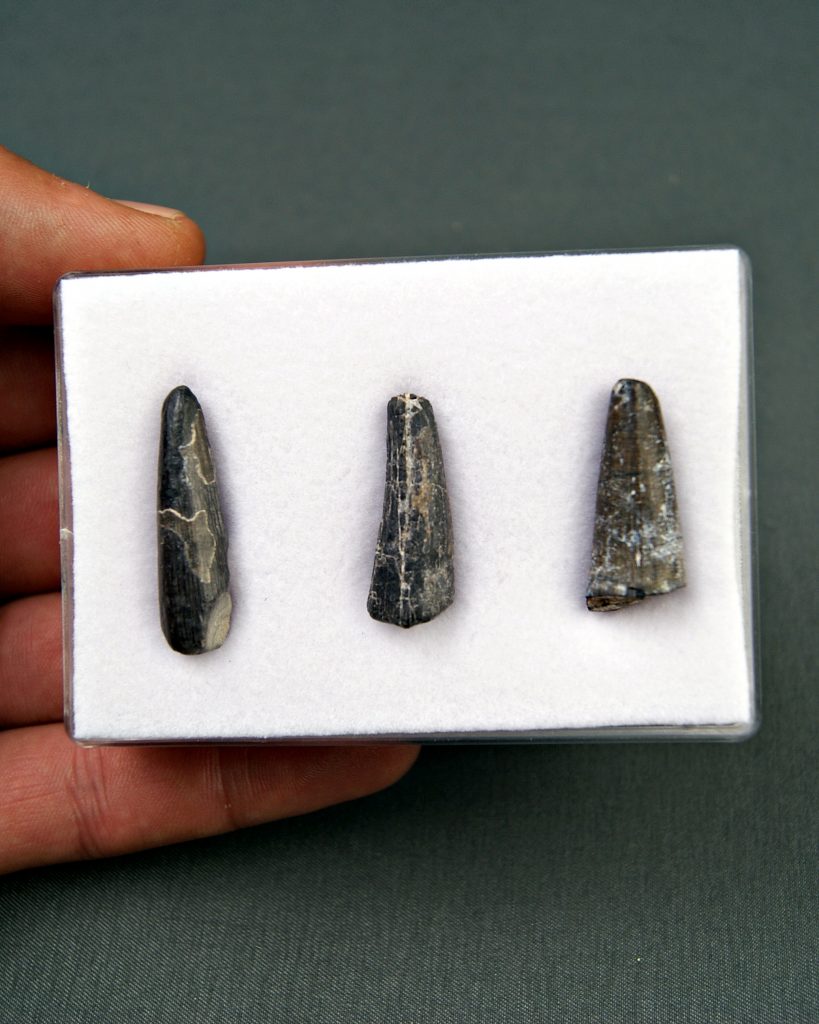 Colección Suchomimus tenerensis