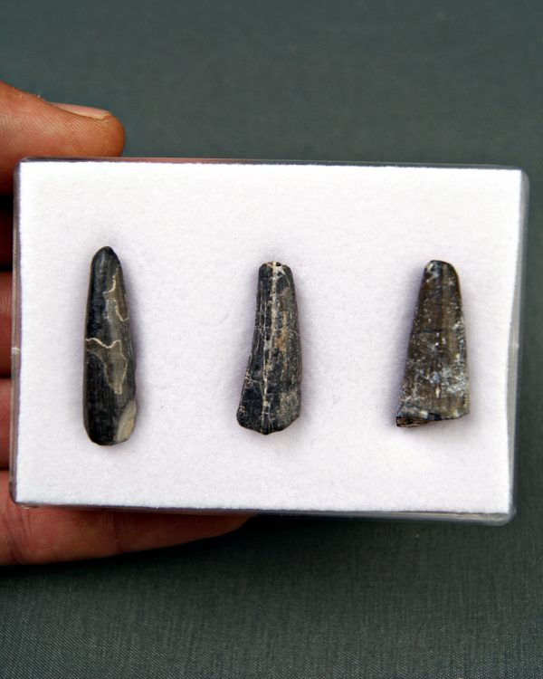 Colección Suchomimus tenerensis