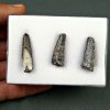 Colección Suchomimus tenerensis