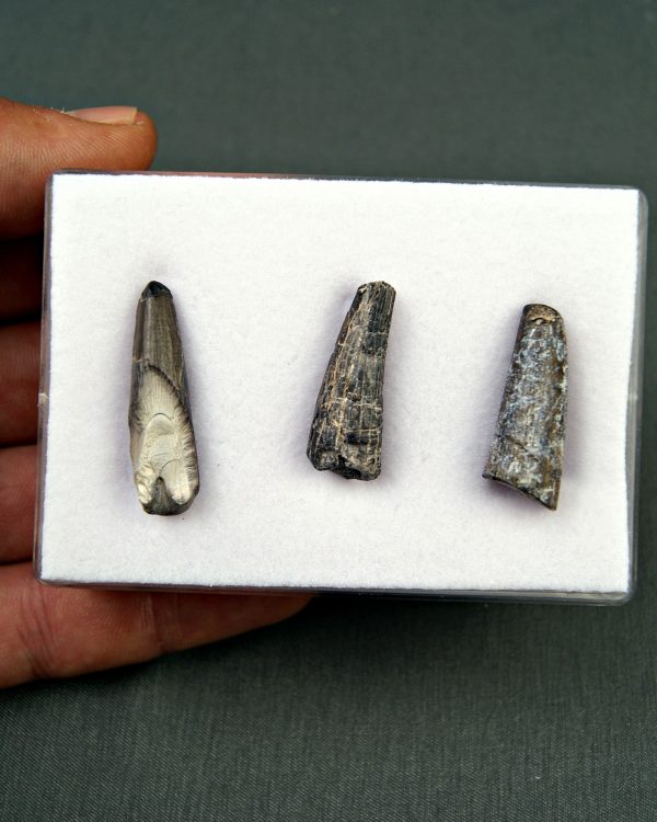 Colección Suchomimus tenerensis