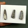Colección Suchomimus tenerensis