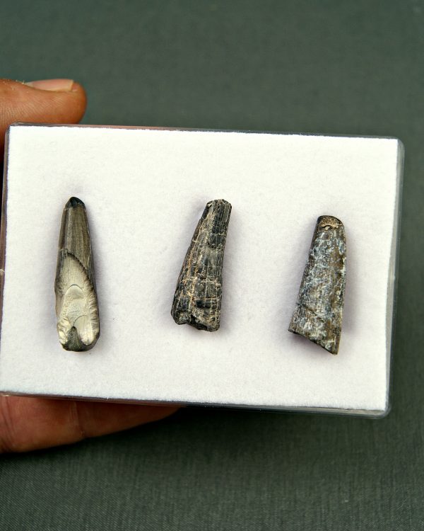Colección Suchomimus tenerensis