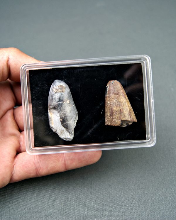 Colección Sarcosuchus imperator