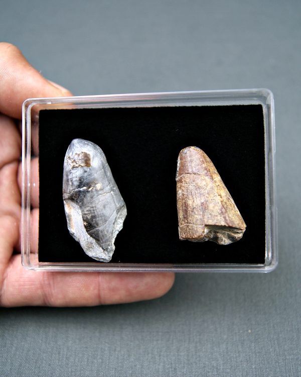 Colección Sarcosuchus imperator