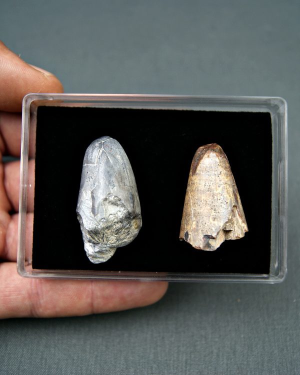 Colección Sarcosuchus imperator
