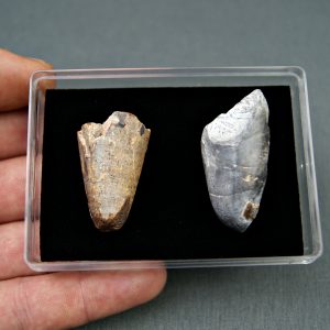Colección Sarcosuchus imperator