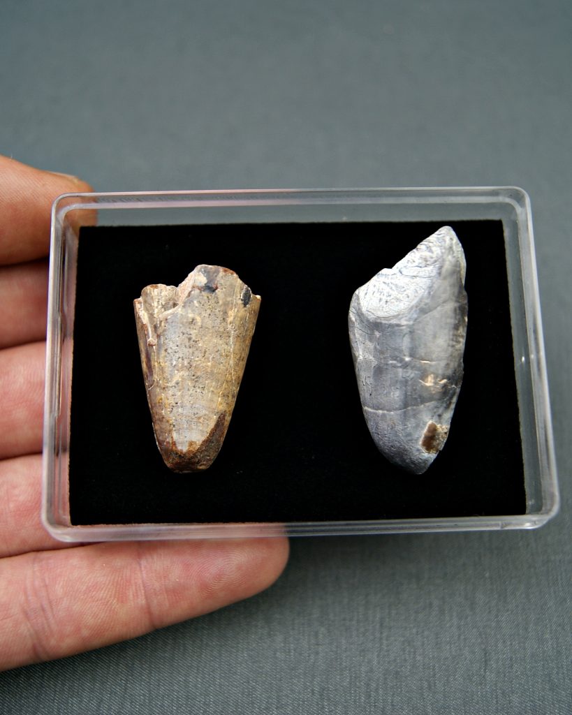 Colección Sarcosuchus imperator