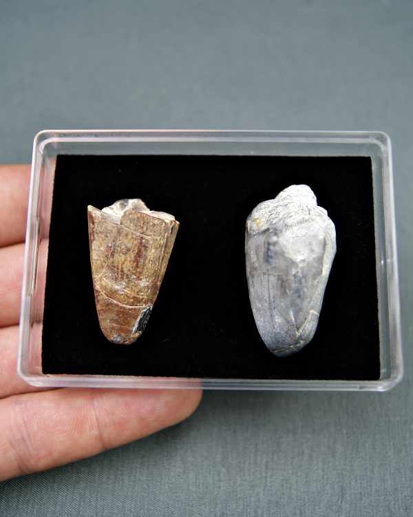 Colección Sarcosuchus imperator