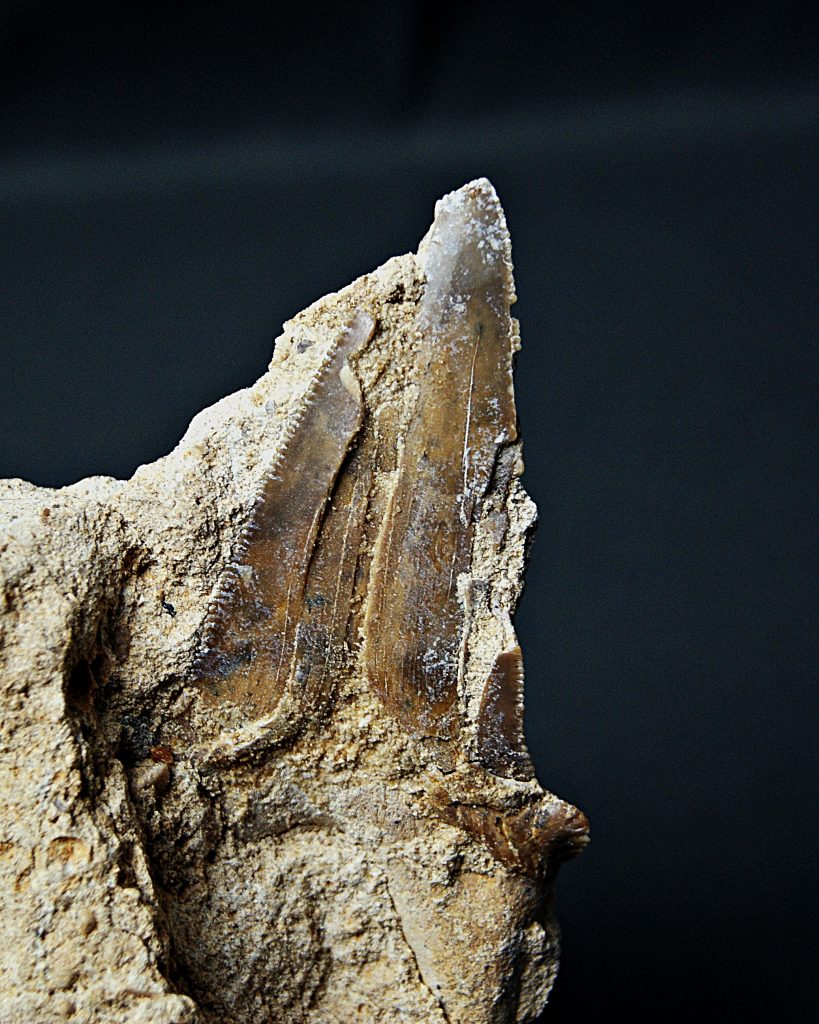 Otodus sokolovi