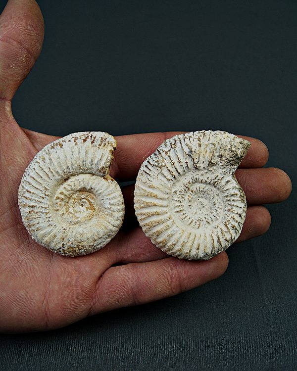 Amonite Choffatia (UND)