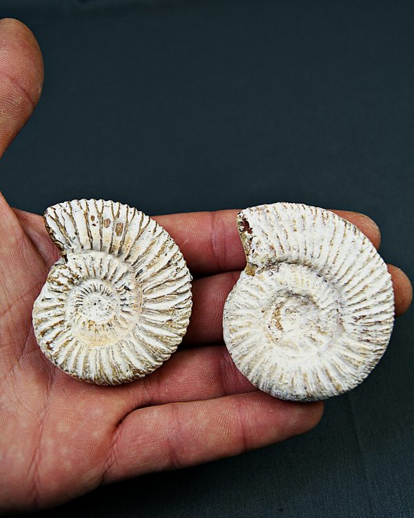 Amonite Choffatia (UND)