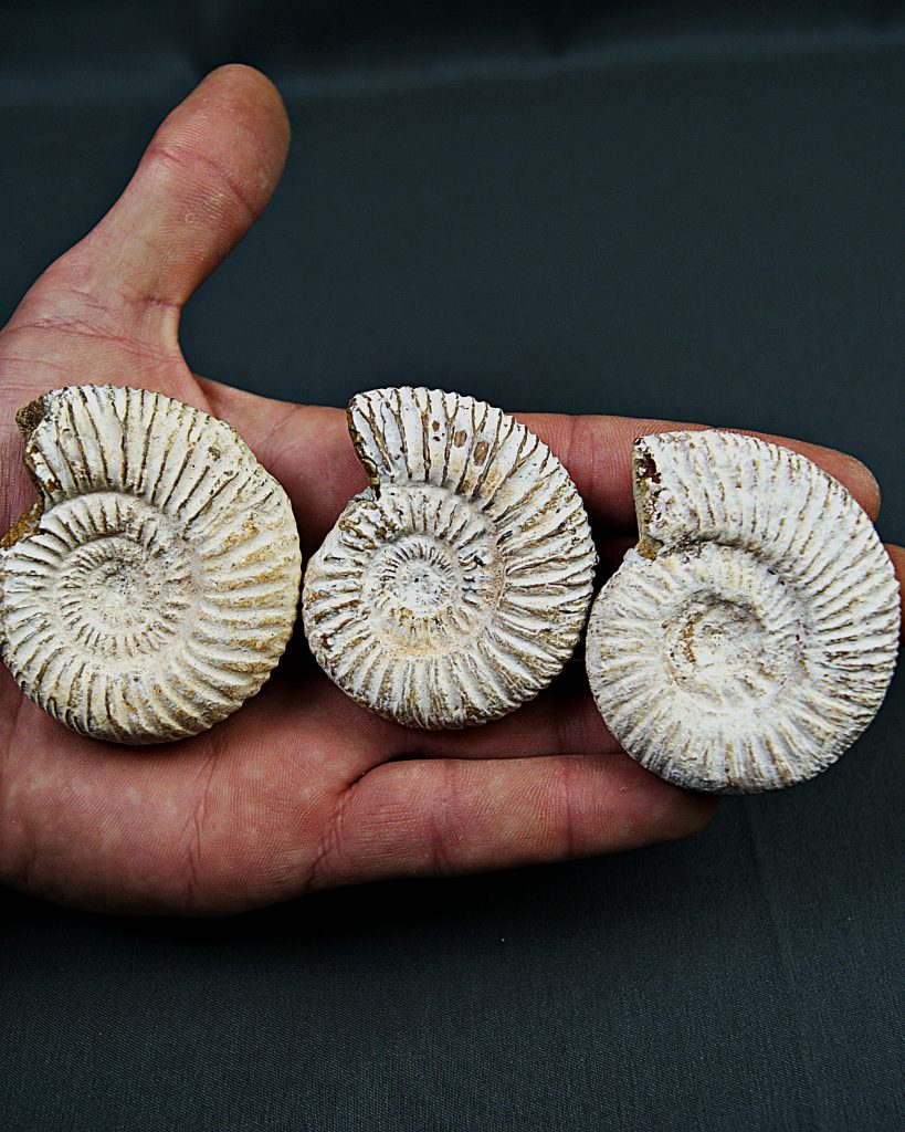 Amonite Choffatia (UND)