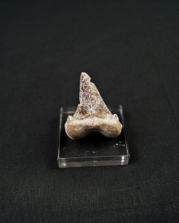 Diente de Otodus sokolovi