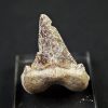 Diente de Otodus sokolovi