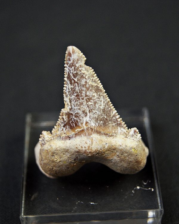 Diente de Otodus sokolovi