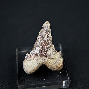 Diente de Otodus sokolovi
