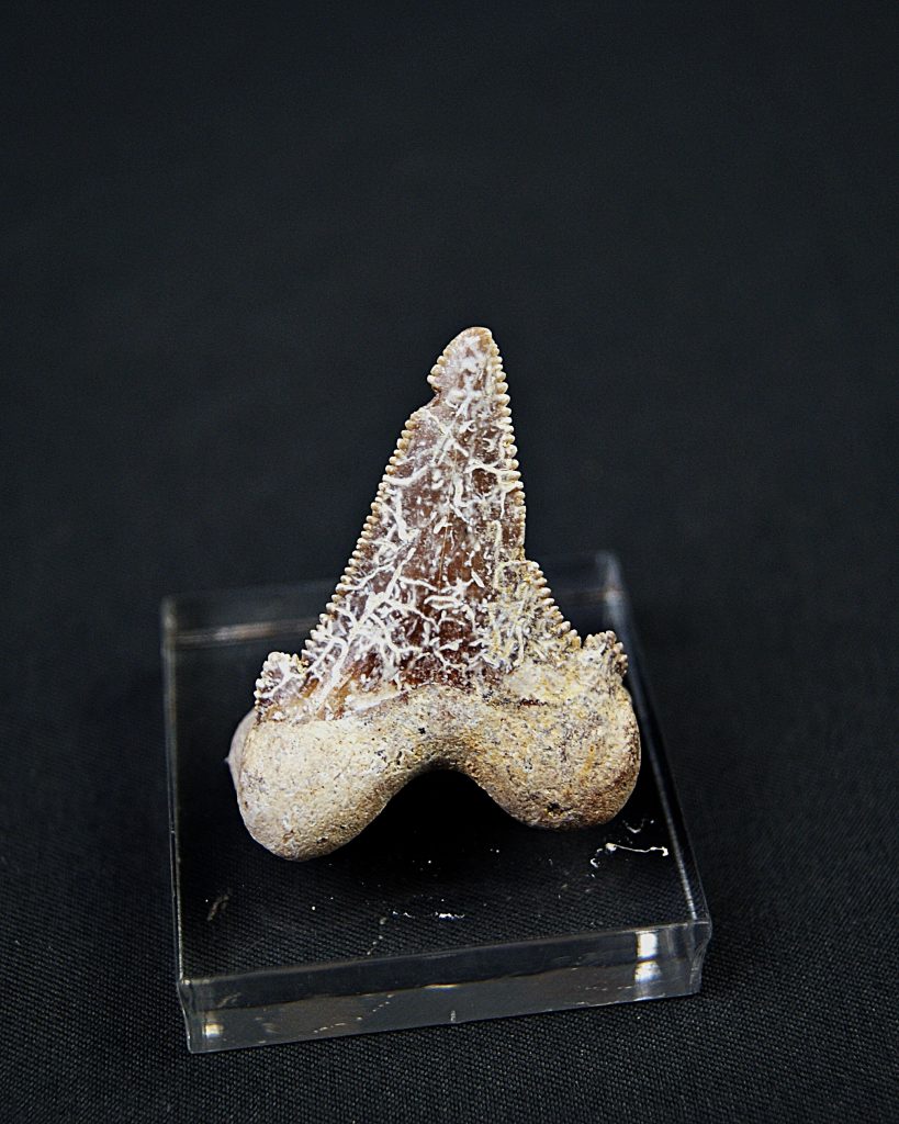 Diente de Otodus sokolovi