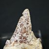 Diente de Otodus sokolovi