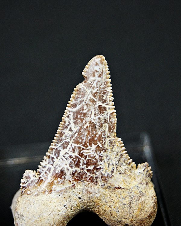 Diente de Otodus sokolovi