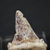 Diente de Otodus sokolovi
